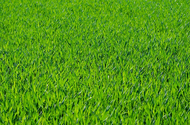 siew trawy - jak zrobić to prawidłowo